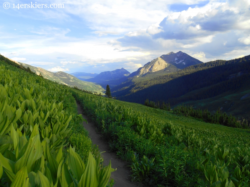 401 with corn lilies, aka skunk cabbage