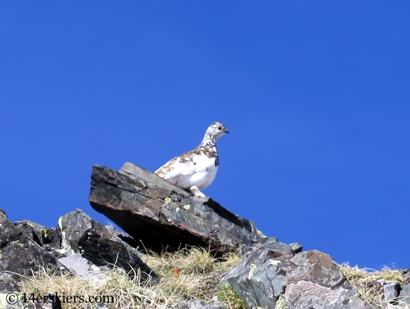 Ptarmigan on Emma Burr Mountain.