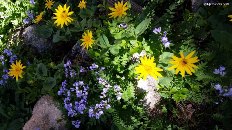 alpine flowers on colorado trail