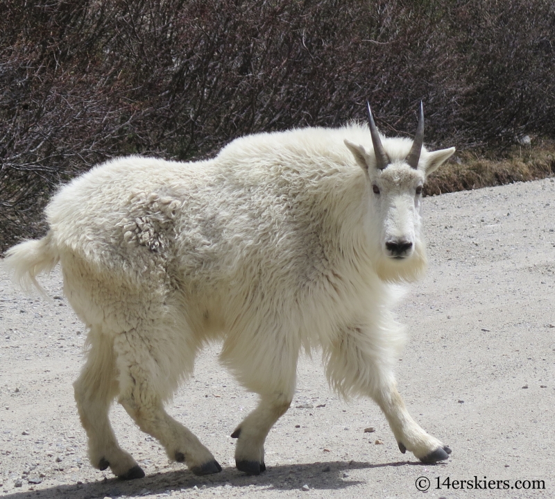 Mountain goat near Quandary Peak.