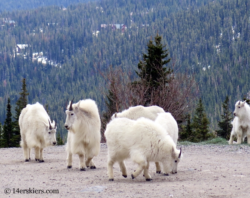 Mountain Goats near Blue Lakes