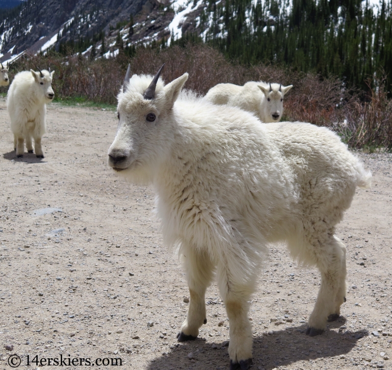 Mountain Goat near Quandary Peak.