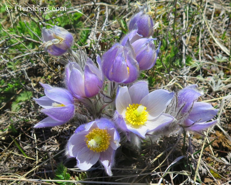 Pasqueflower