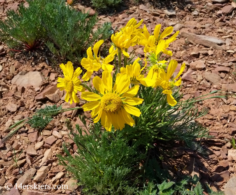 Alpine sunflower