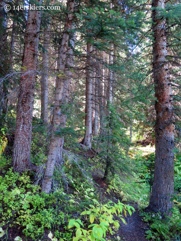 forest near Crested Butte 