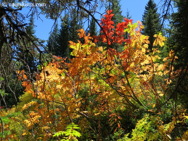 fall colors in Crested Butte