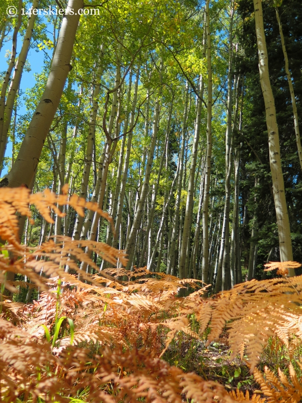 aspen forest near Crested Butte