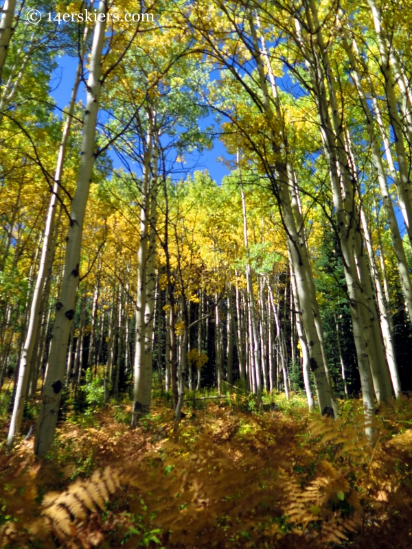 fern and aspen forest near Anthracite Falls near Crested Butte