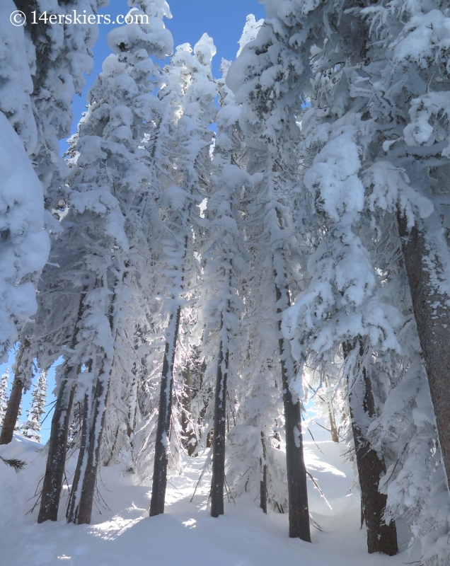 frosty crested butte trees