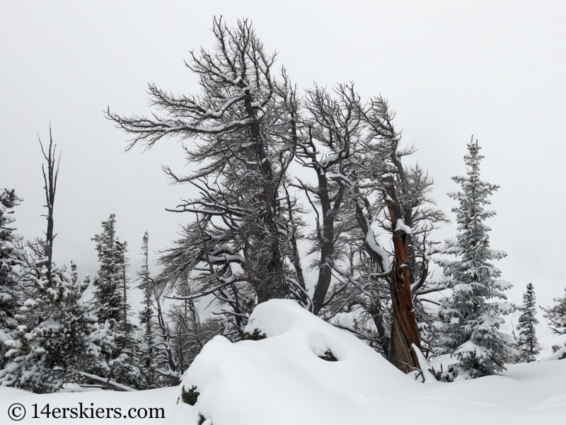 Trees in winter in Rocky Mountain National Park.