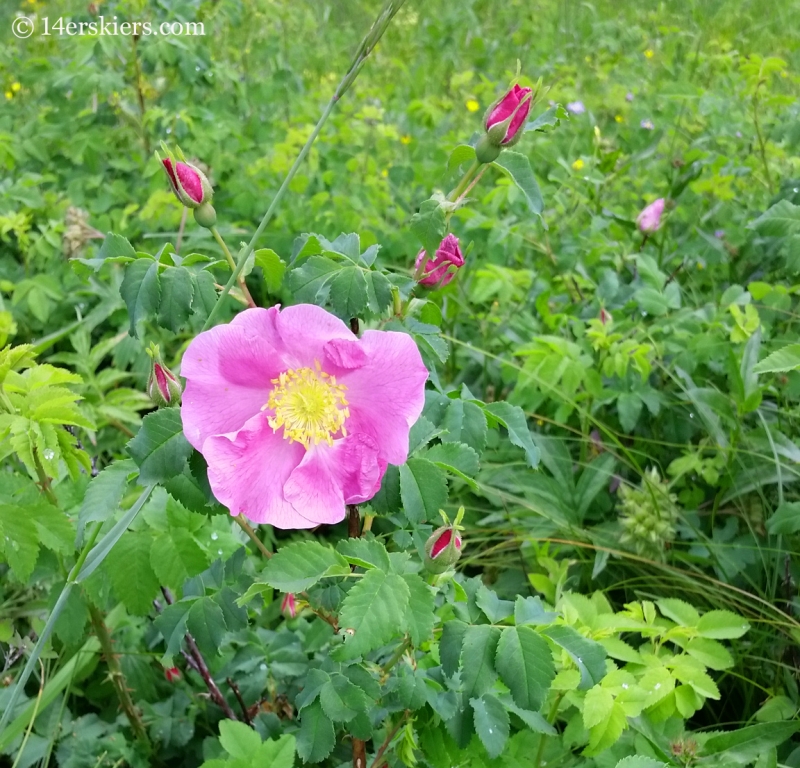 Wild Roses on the Cliff Creek Trail. 