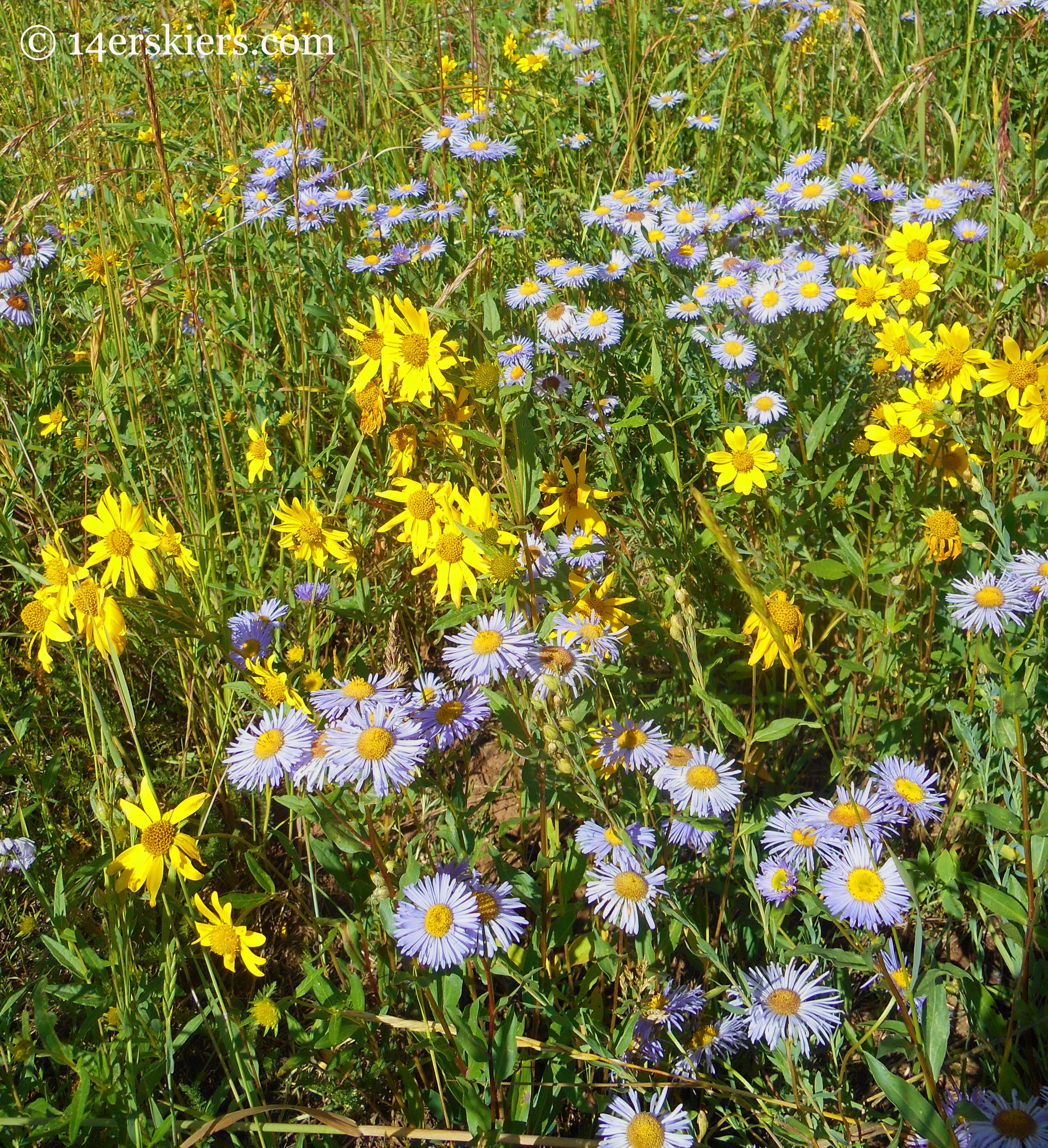 showy fleabane and showy goldeneye on Cliff Creek trail near Crested Butte