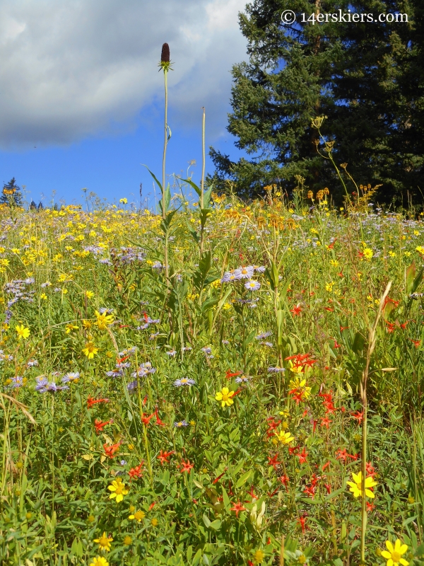 scarlet gilia and asters near crested butte