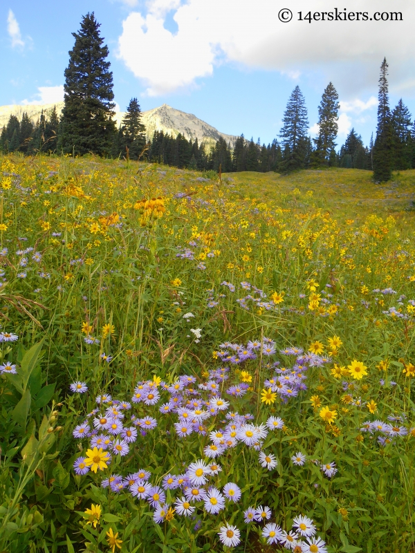 wildflowers on Cliff Creek trail