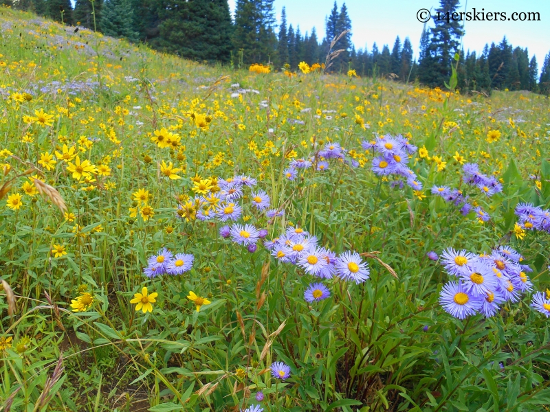 wildflowers on the Cliff Creek trail near Crested Butte