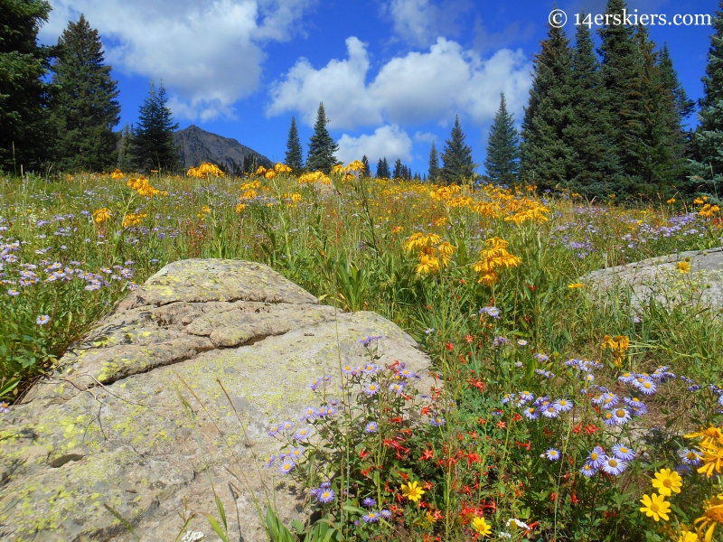 colorful wildflowers on Cliff Creek trail near Crested Butte