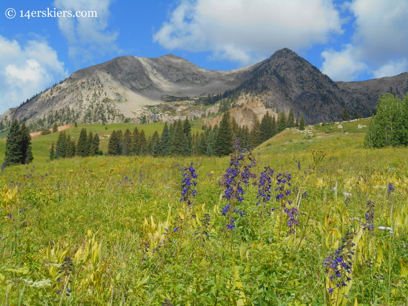 Larkspur on the Beckwith Bench Trail near Crested Butte