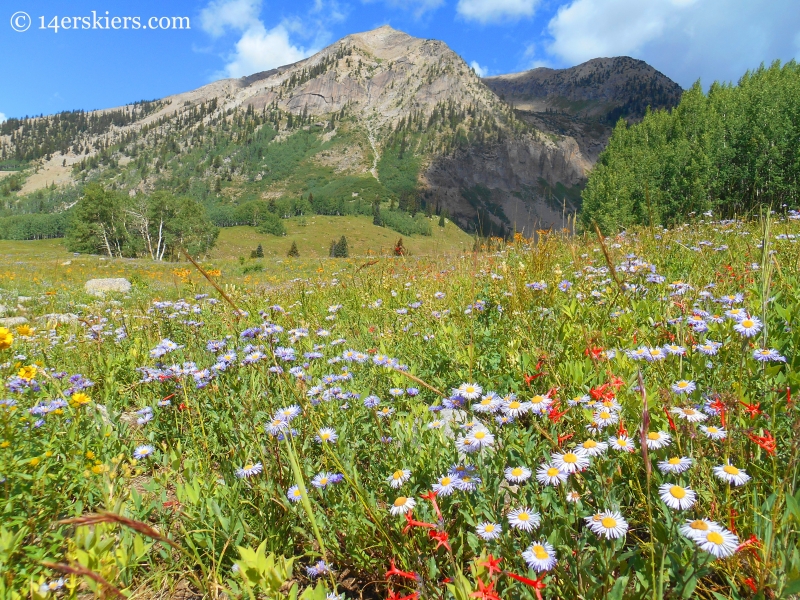 Wildflowers on the Beckwith Bench trail