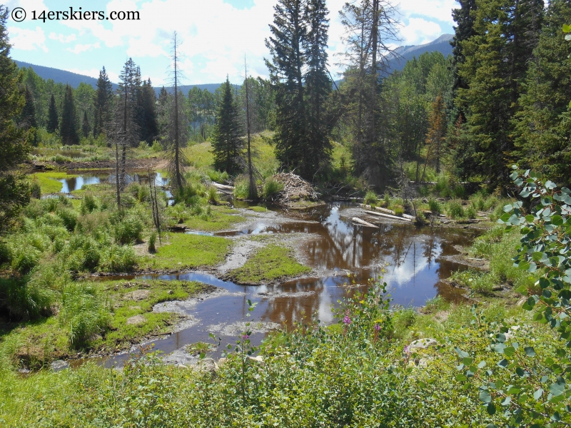 swamps on the Beckwith Bench trail near Crested Butte