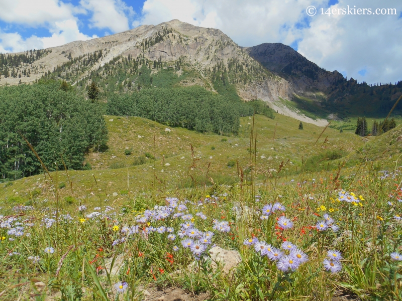 Wildflowers with East Beckwith near Crested Butte