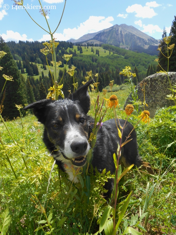 Eddy hiking near Crested Butte