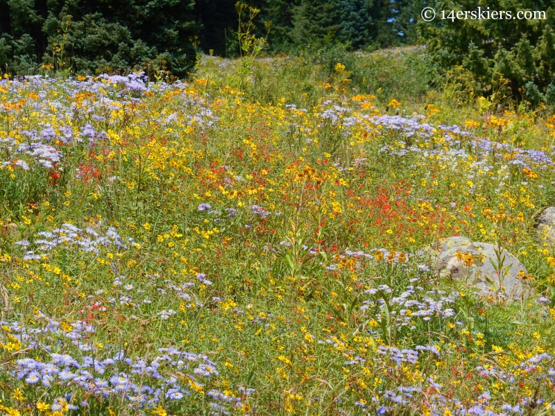 showy fleabane and scarlet gilia on Cliff Creek trail near Crested Butte