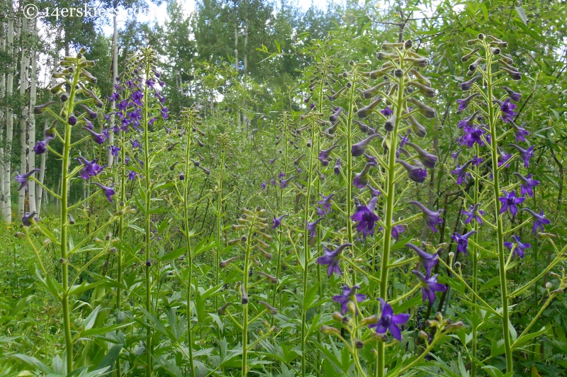 Larkspur wildflowers near Crested Butte