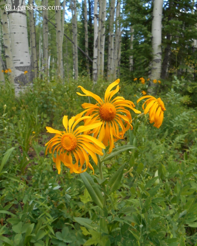 Sneezeweed wildflowers near Crested Butte