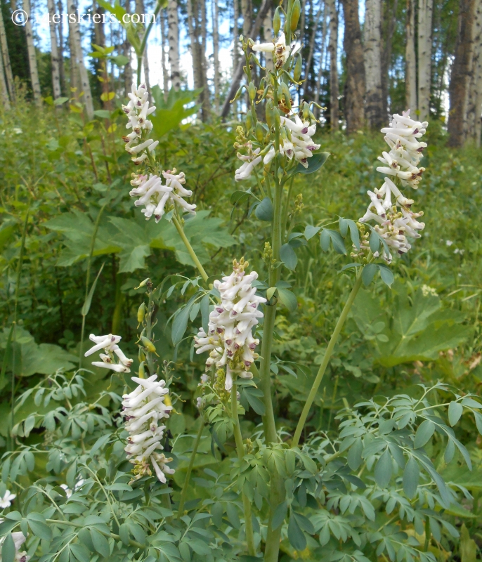 Corydalis wildflowers near Crested Butte