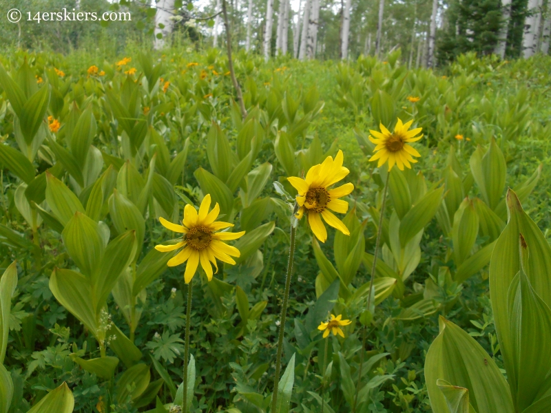 Aspen sunflowers near Crested Butte