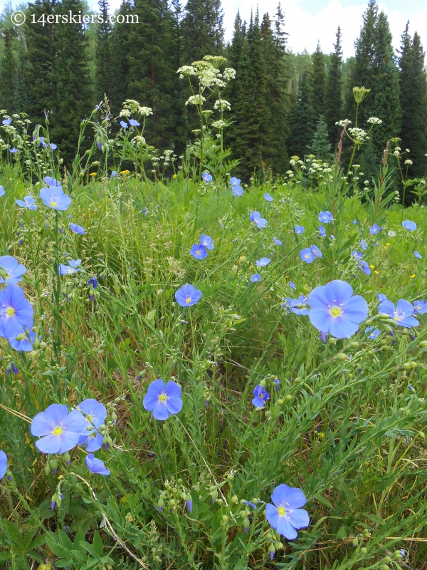 Flax wildflower near Crested Butte