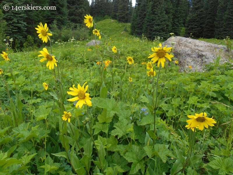Sunflowers on Cliff Creek trail near Crested Butte