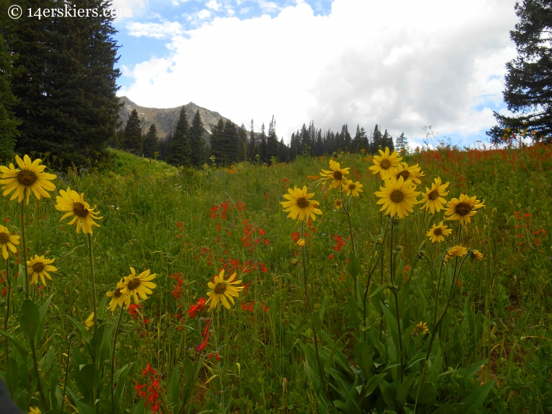 Wildflowers near Beckwith Pass