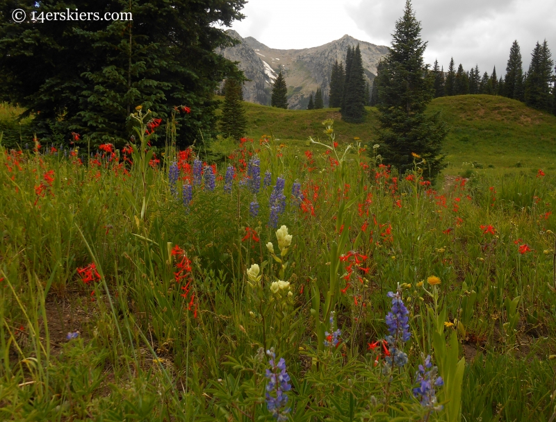 Scarlet gilia, lupine, paintbrush wildflowers near Crested Butte