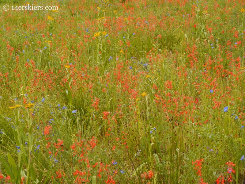 Scarlet gilia near Beckwith Pass near Crested Butte