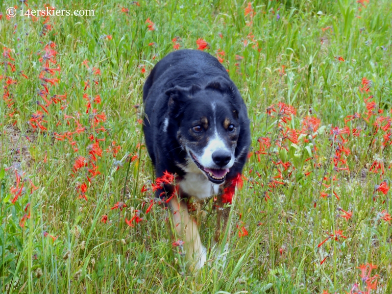 Eddie dog in wildflowers near Crested Butte