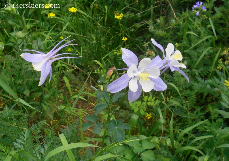 Columbine near Beckwith Pass