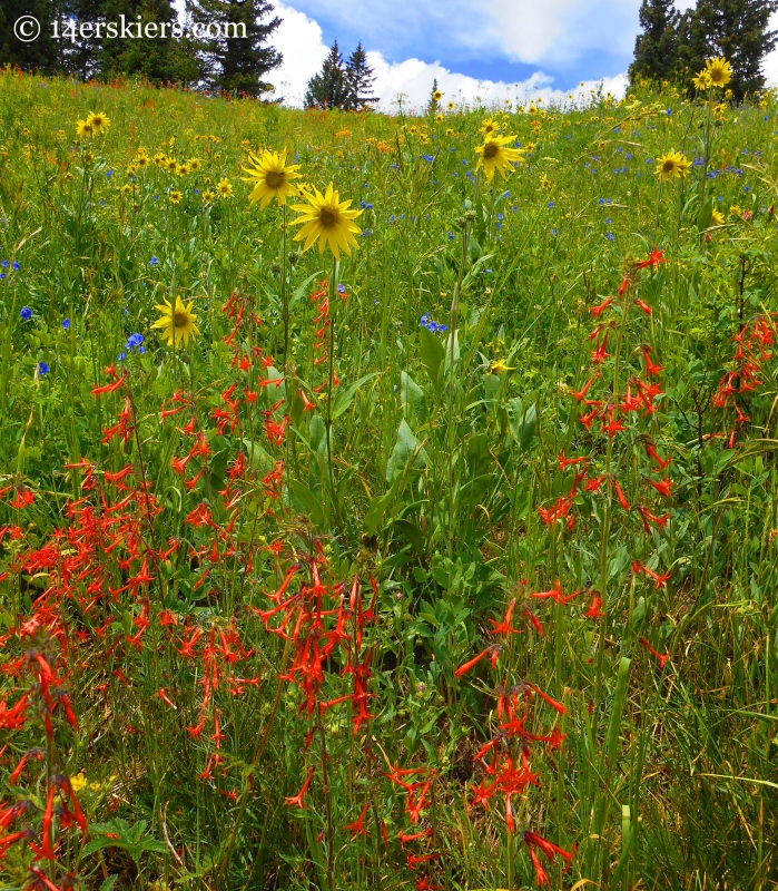 Wildflowers near Beckwith Pass near Crested Butte