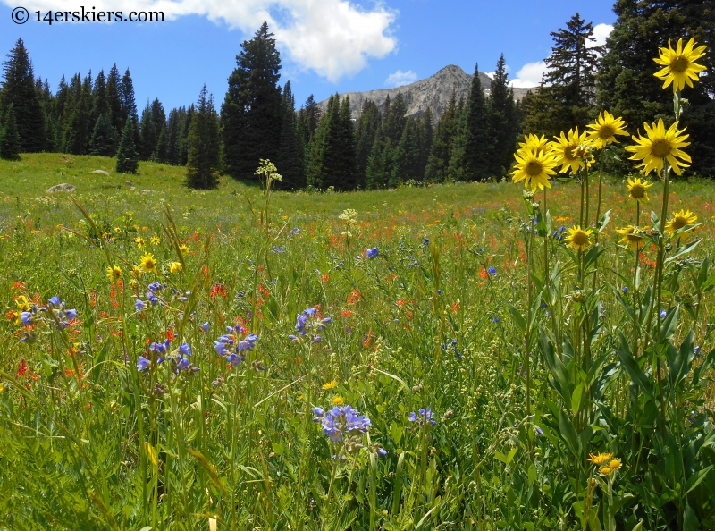 Wildflowers near Beckwith Pass near Crested Butte