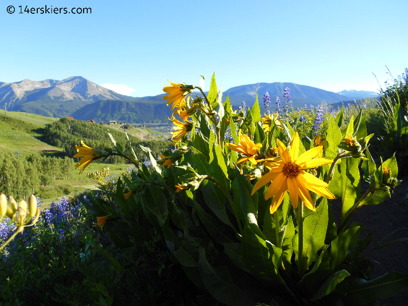 wildflowers at Mount Crested Butte