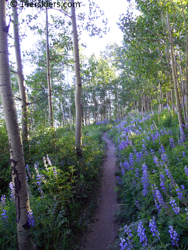 wildflowers at Crested Butte Mountain Resort