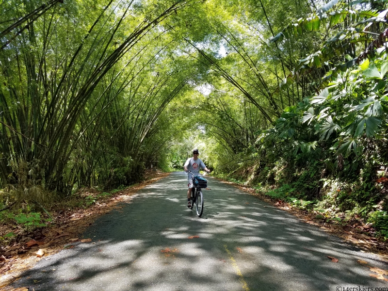 panama bamboo forest