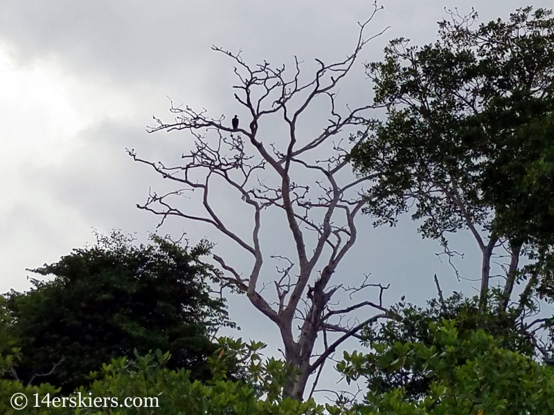 Condor and sloth seen on Bocas del Toro boat tour.