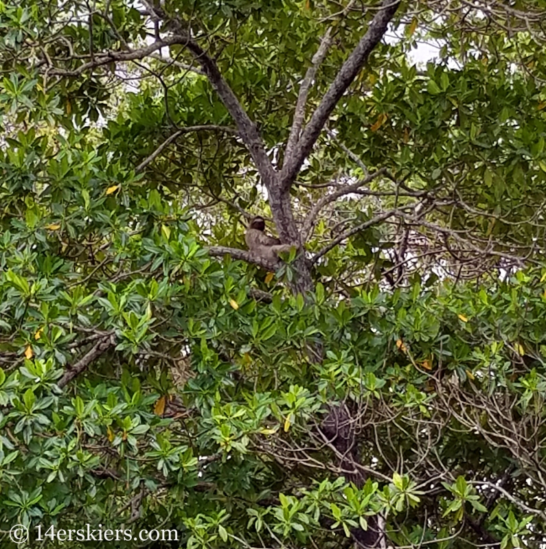 Sloth seen on Bocas del Toro boat tour.