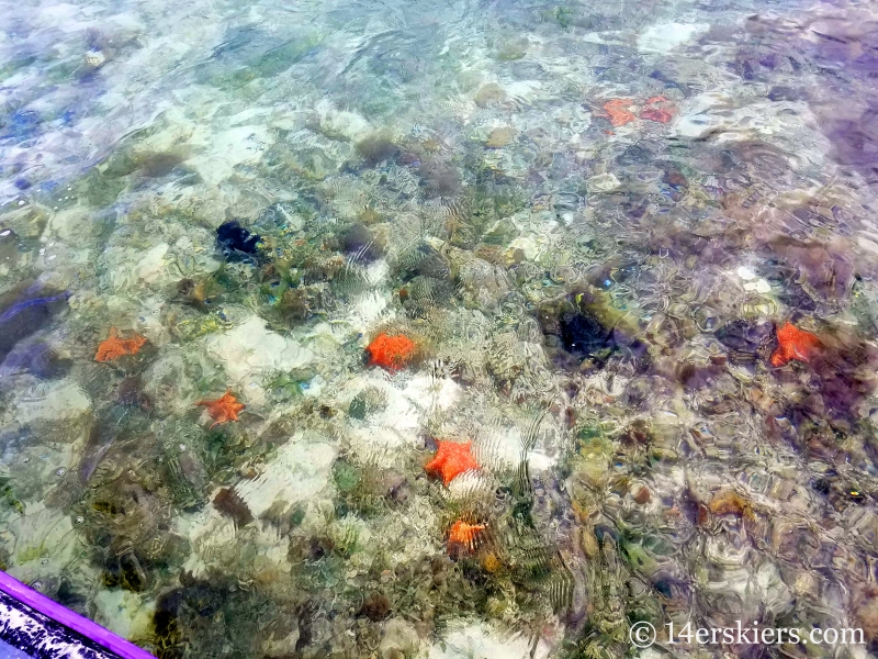 Starfish seen on Bocas del Toro boat tour.