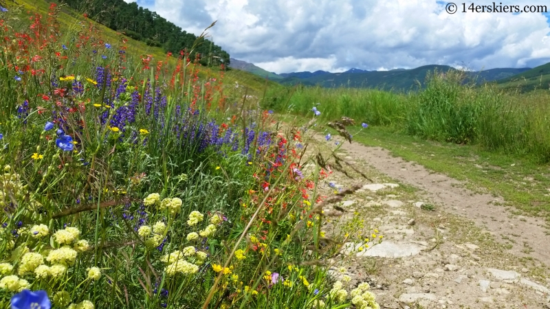 Wildflowers on the East River trail in Crested Butte