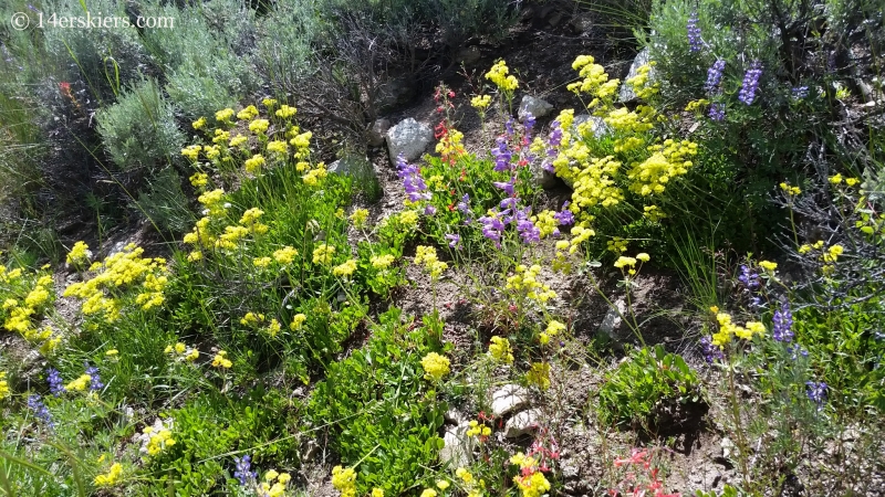 Wildflowers on the East River trail in Crested Butte