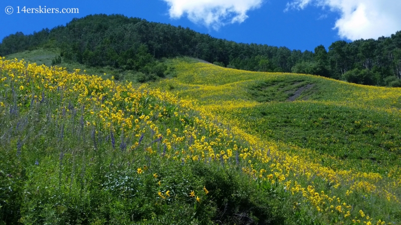 Wildflowers on the East River trail in Crested Butte