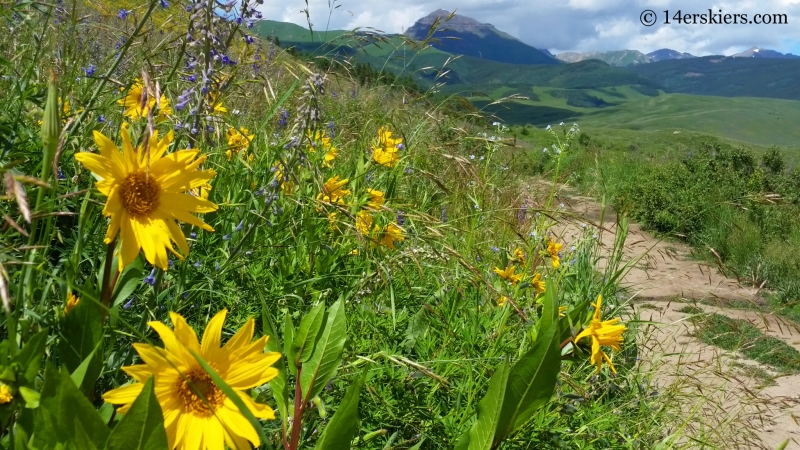 Wildflowers on the East River trail in Crested Butte