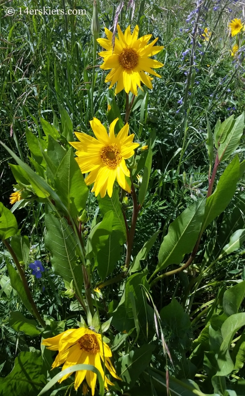 Wildflowers on the East River trail in Crested Butte